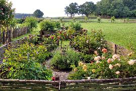 Beispielinhalt (Bild) Nutzgärten Gestalten - Pflanzen - Pflegen