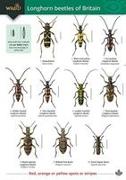 Vorderes Coverbild Guide to longhorn beetles of Britain