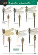 Vorderes Coverbild Dragonflies and damselflies