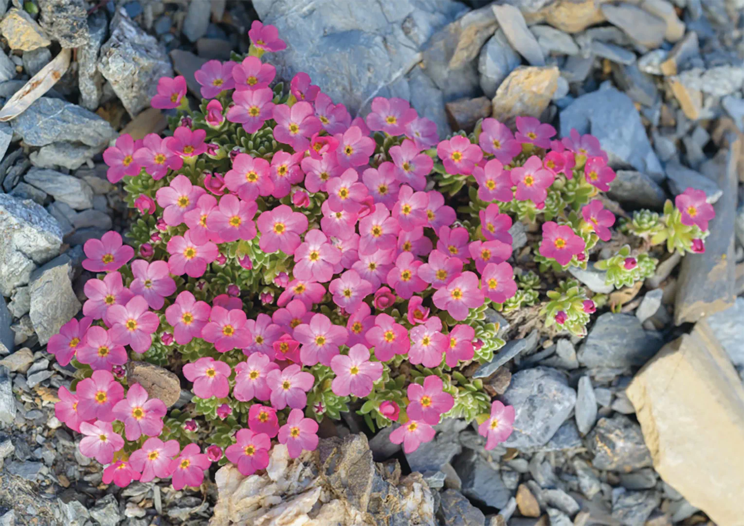 Beispielinhalt (Bild) Alpen-Mannsschild – Puzzle