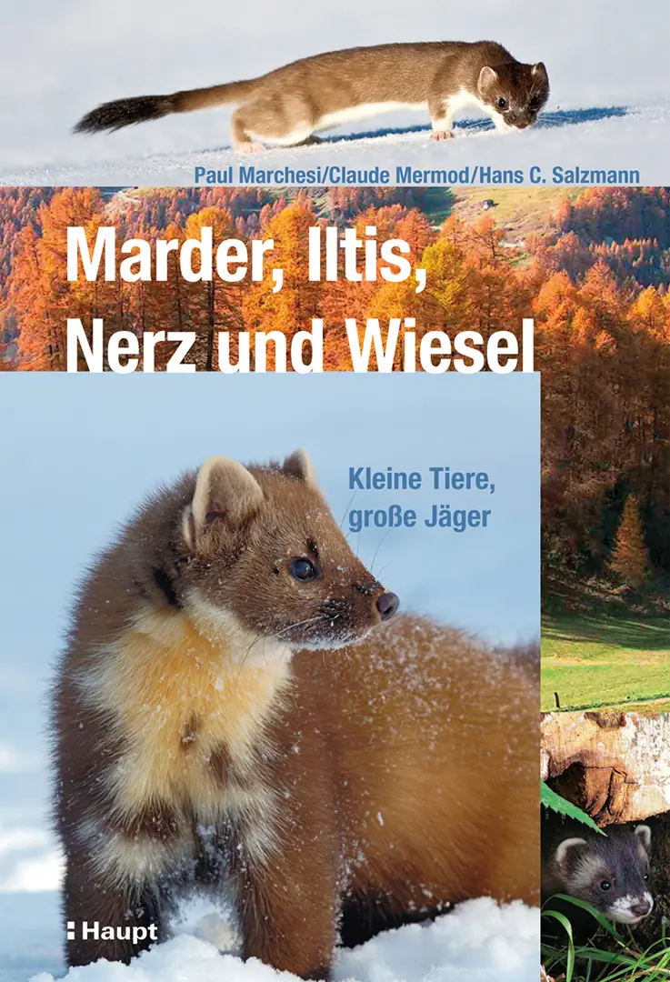 Vorderes Coverbild Marder, Iltis, Nerz und Wiesel