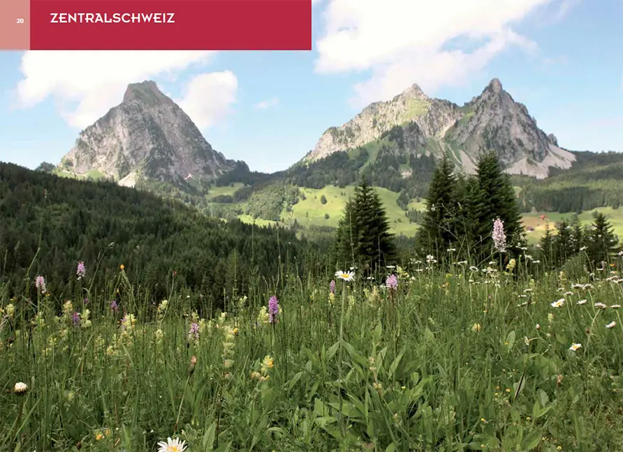 Beispielinhalt (Bild) Orchideenwanderungen