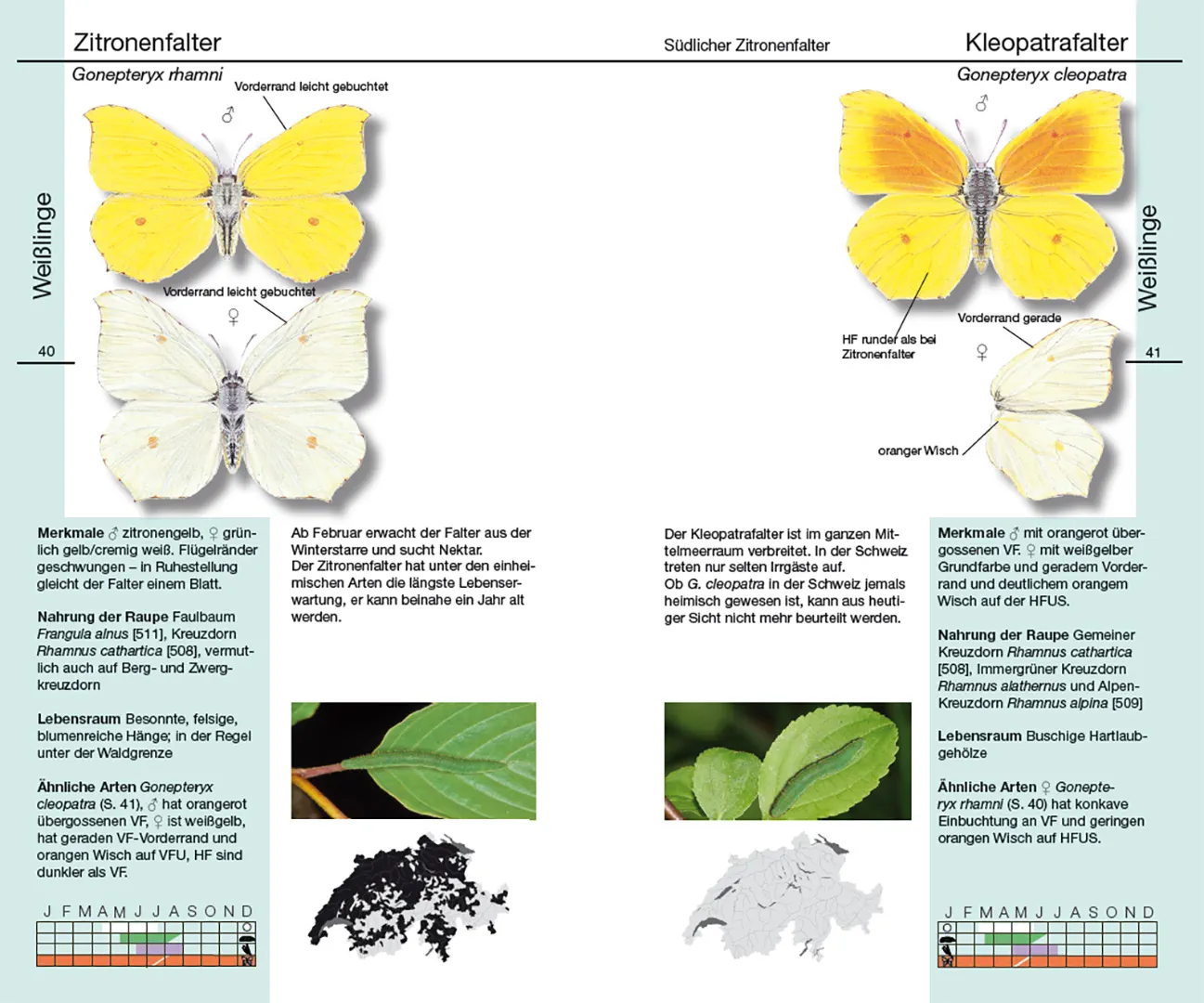 Beispielinhalt (Bild) Schmetterlinge