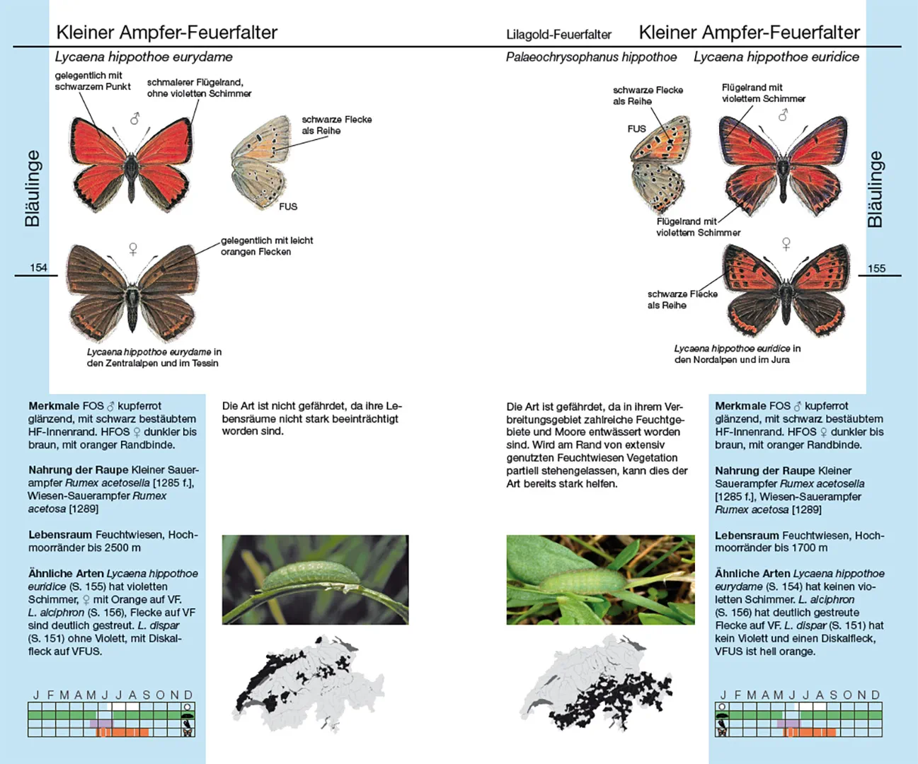 Beispielinhalt (Bild) Schmetterlinge
