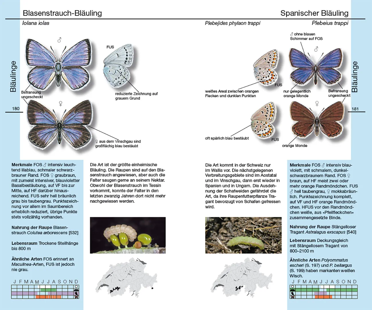 Beispielinhalt (Bild) Schmetterlinge