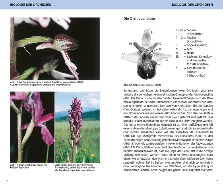 Beispielinhalt (Bild) Die Orchideen der Schweiz