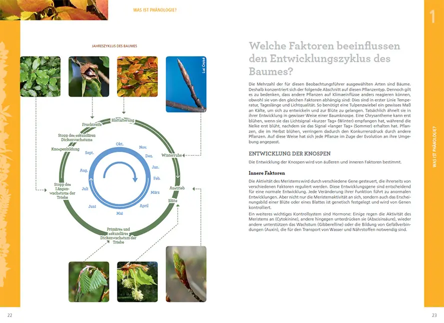 Beispielinhalt (Bild) Pflanzen im Rhythmus der Jahreszeiten beobachten