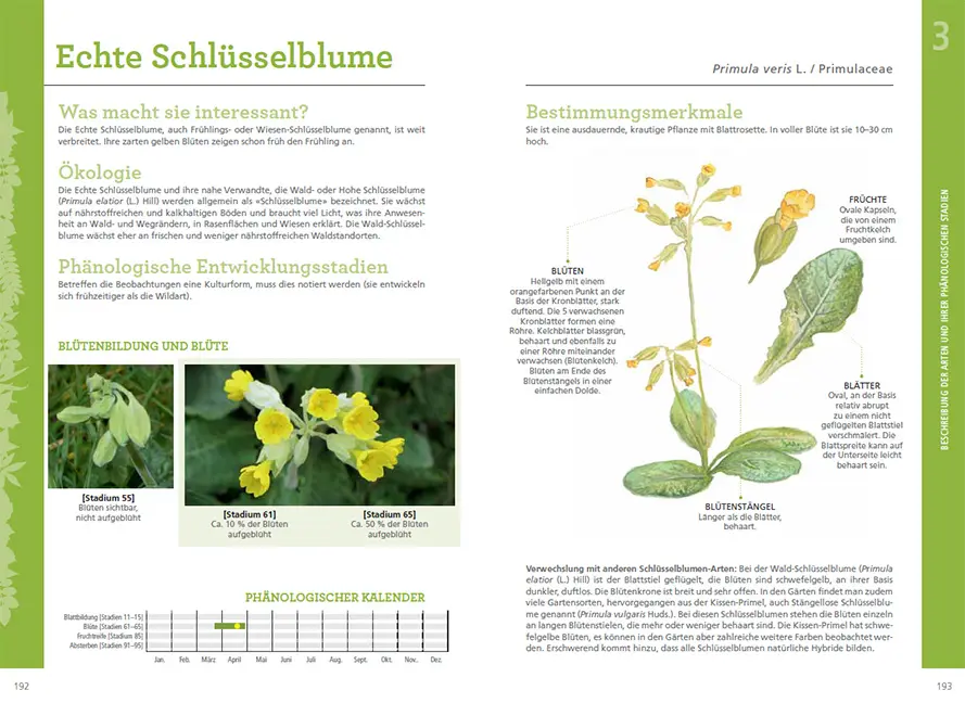 Beispielinhalt (Bild) Pflanzen im Rhythmus der Jahreszeiten beobachten