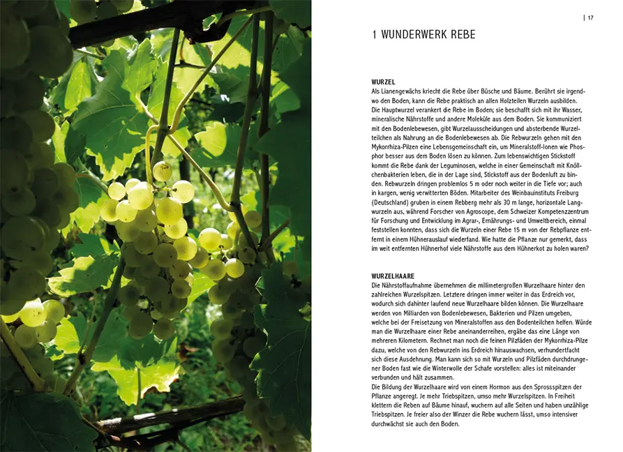 Beispielinhalt (Bild) Pilzresistente Traubensorten