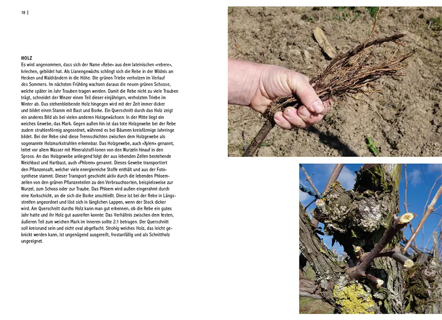 Beispielinhalt (Bild) Pilzresistente Traubensorten