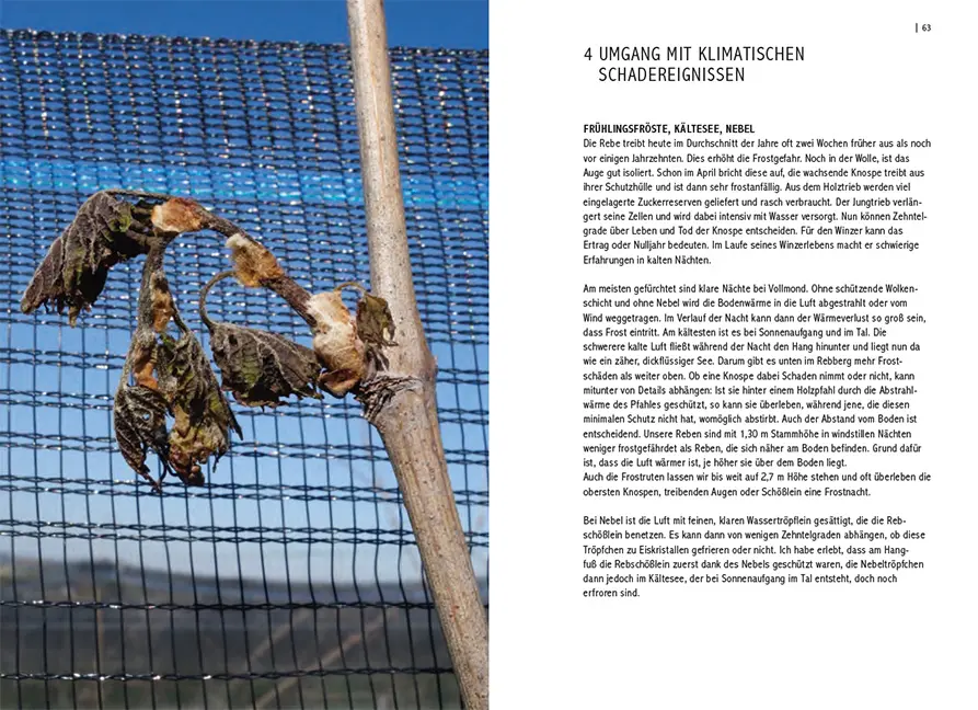 Beispielinhalt (Bild) Pilzresistente Traubensorten