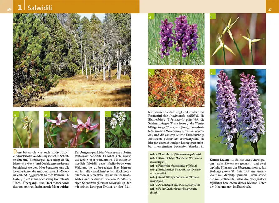 Beispielinhalt (Bild) Botanische Wanderungen in der UNESCO Biosphäre Entlebuch
