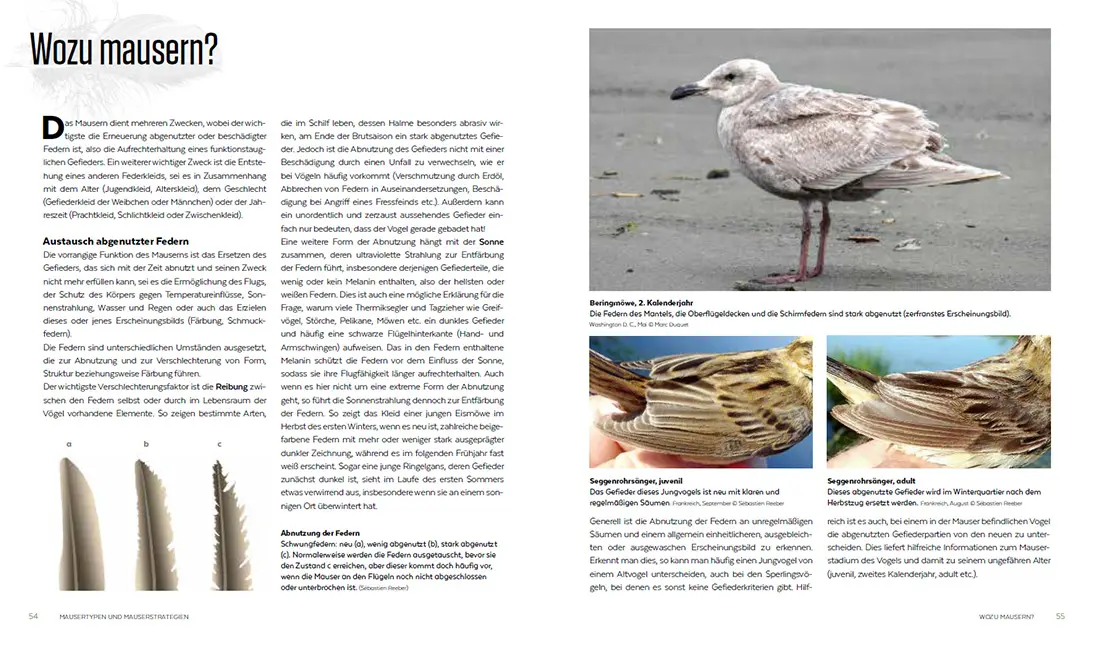 Beispielinhalt (Bild) Die Mauser