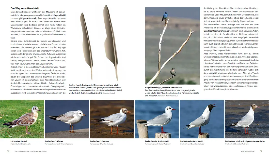 Beispielinhalt (Bild) Die Mauser