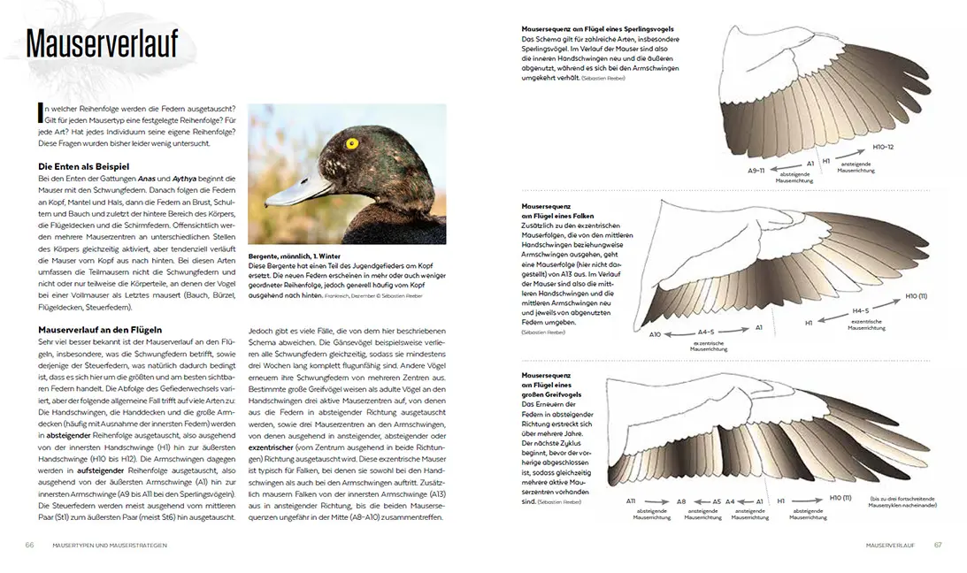 Beispielinhalt (Bild) Die Mauser