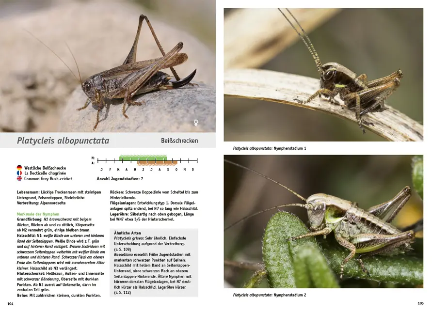 Beispielinhalt (Bild) Jugendstadien der Heuschrecken der Schweiz