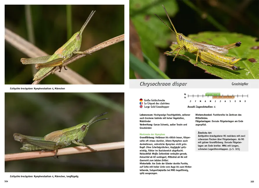 Beispielinhalt (Bild) Jugendstadien der Heuschrecken der Schweiz