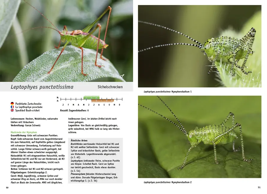 Beispielinhalt (Bild) Jugendstadien der Heuschrecken der Schweiz