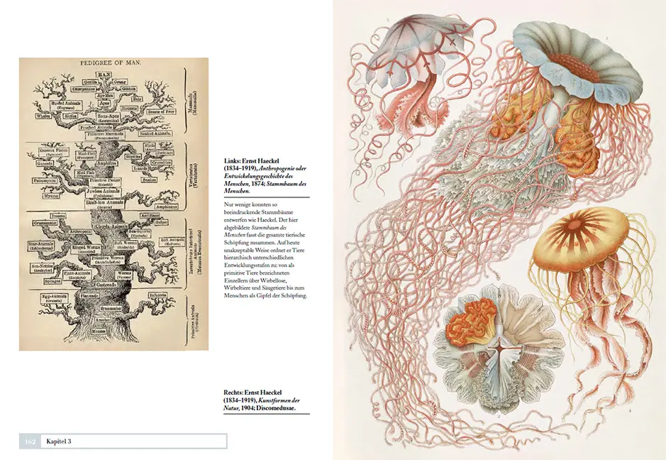 Beispielinhalt (Bild) Tiere ordnen