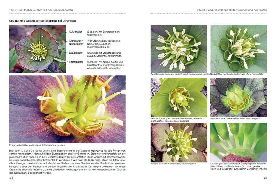 Beispielinhalt (Bild) Lenzrosen