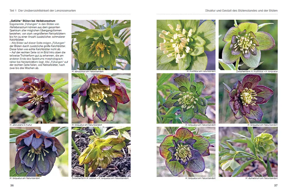 Beispielinhalt (Bild) Lenzrosen