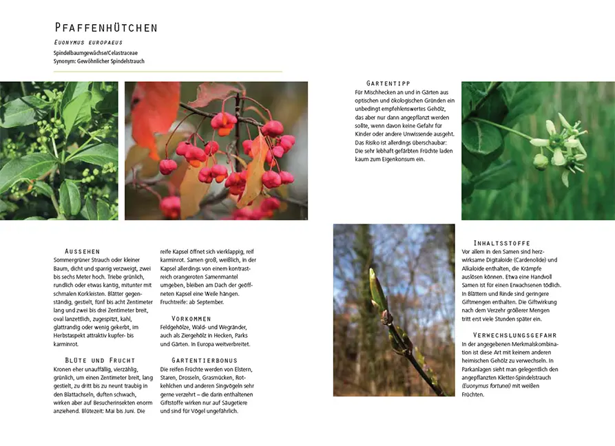 Beispielinhalt (Bild) Gefährliche Schönheiten - Giftpflanzen im Garten
