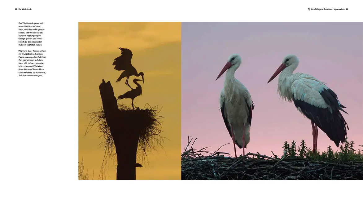 Beispielinhalt (Bild) Der Weißstorch
