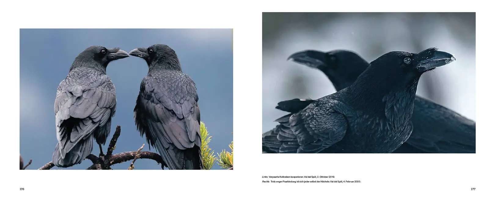 Beispielinhalt (Bild) Der Kolkrabe – Totenvogel, Götterbote, tierisches Genie
