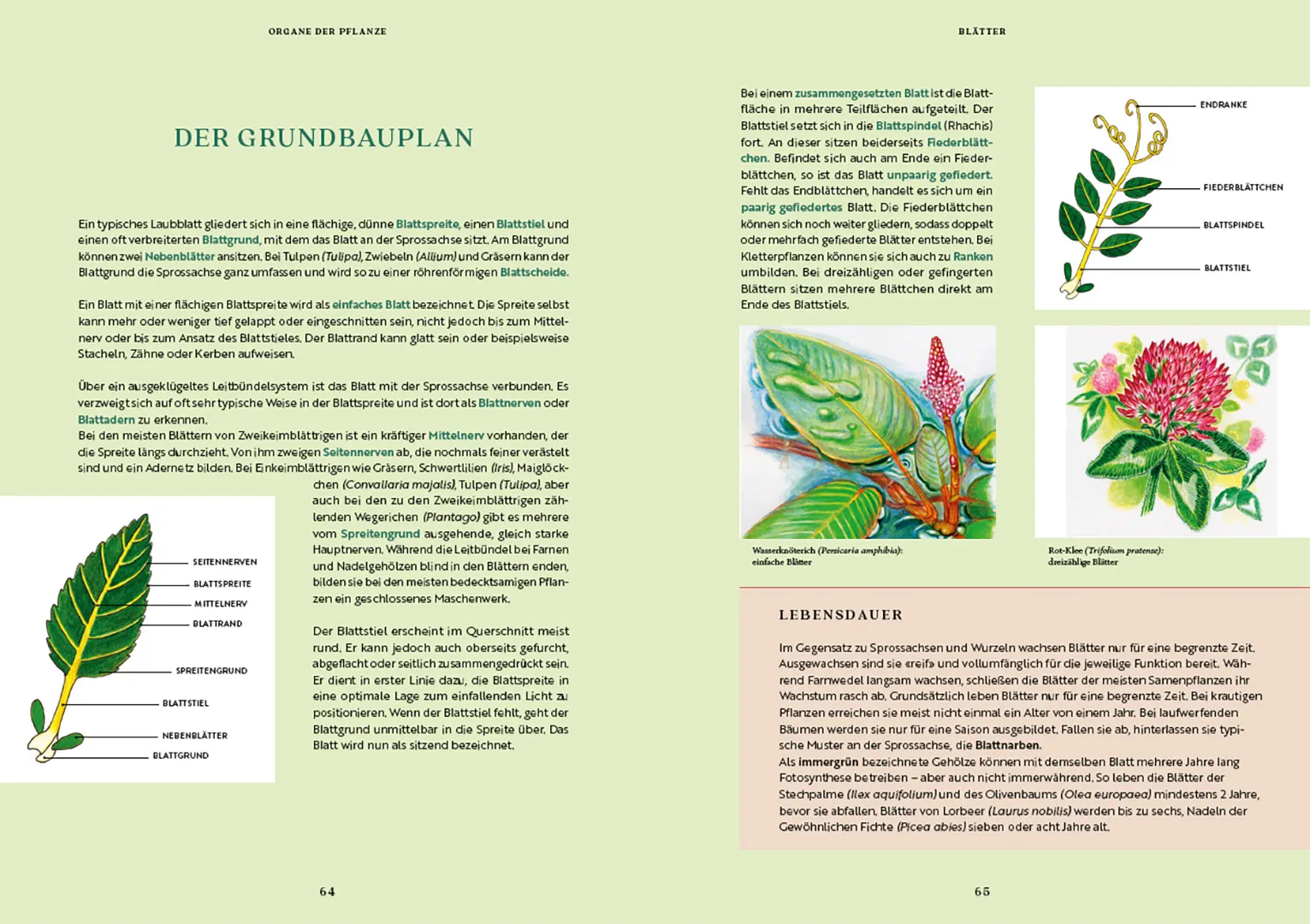 Beispielinhalt (Bild) Gartenbotanik