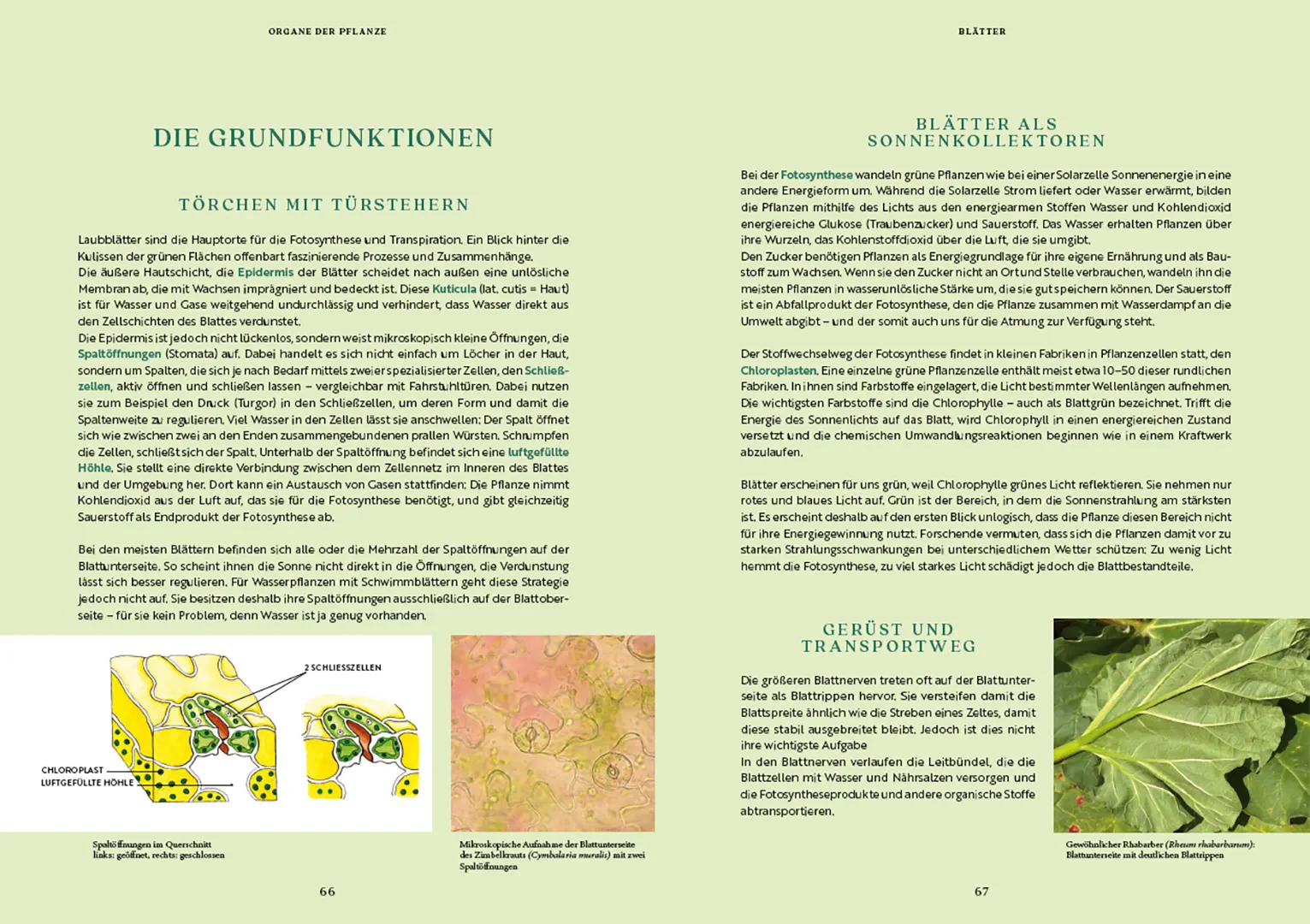 Beispielinhalt (Bild) Gartenbotanik