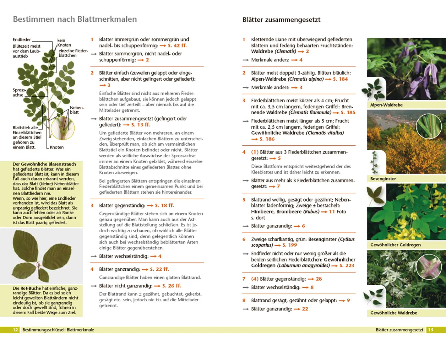 Beispielinhalt (Bild) Bäume bestimmen - Knospen, Blüten, Blätter, Früchte