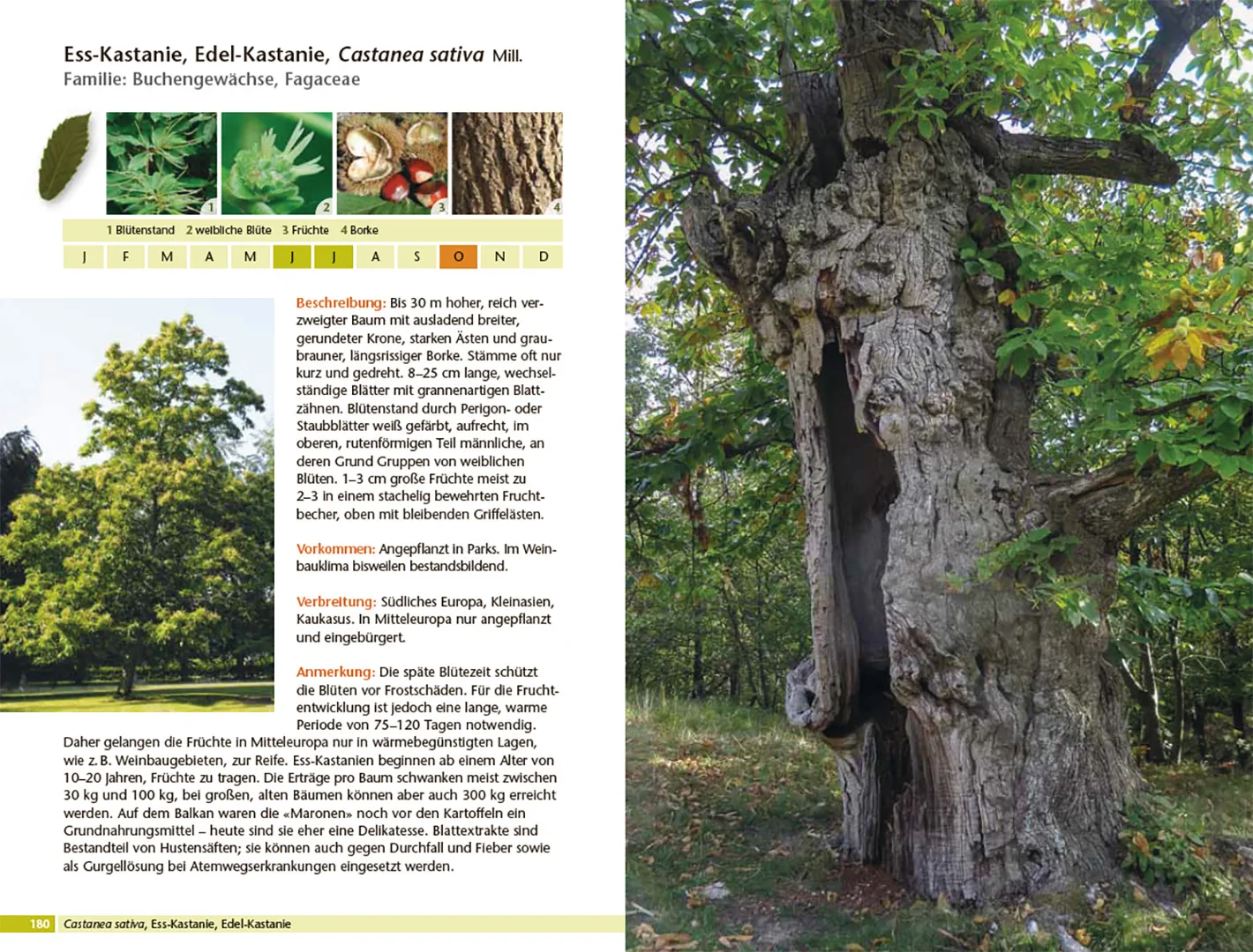 Beispielinhalt (Bild) Bäume bestimmen - Knospen, Blüten, Blätter, Früchte