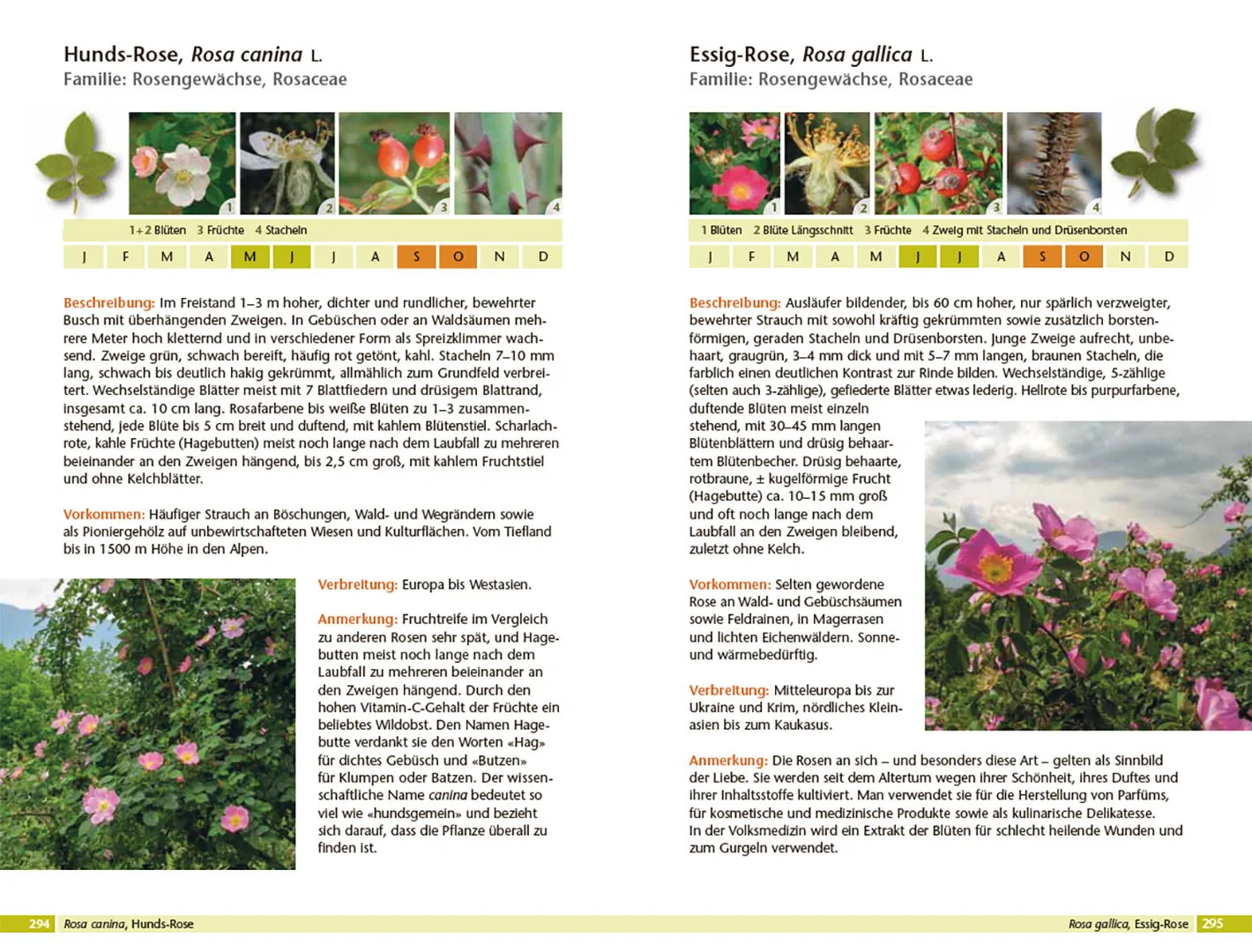 Beispielinhalt (Bild) Bäume bestimmen - Knospen, Blüten, Blätter, Früchte