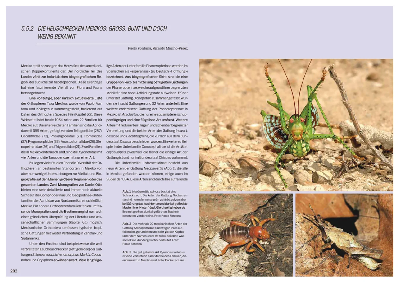 Beispielinhalt (Bild) Die Welt der Heuschrecken