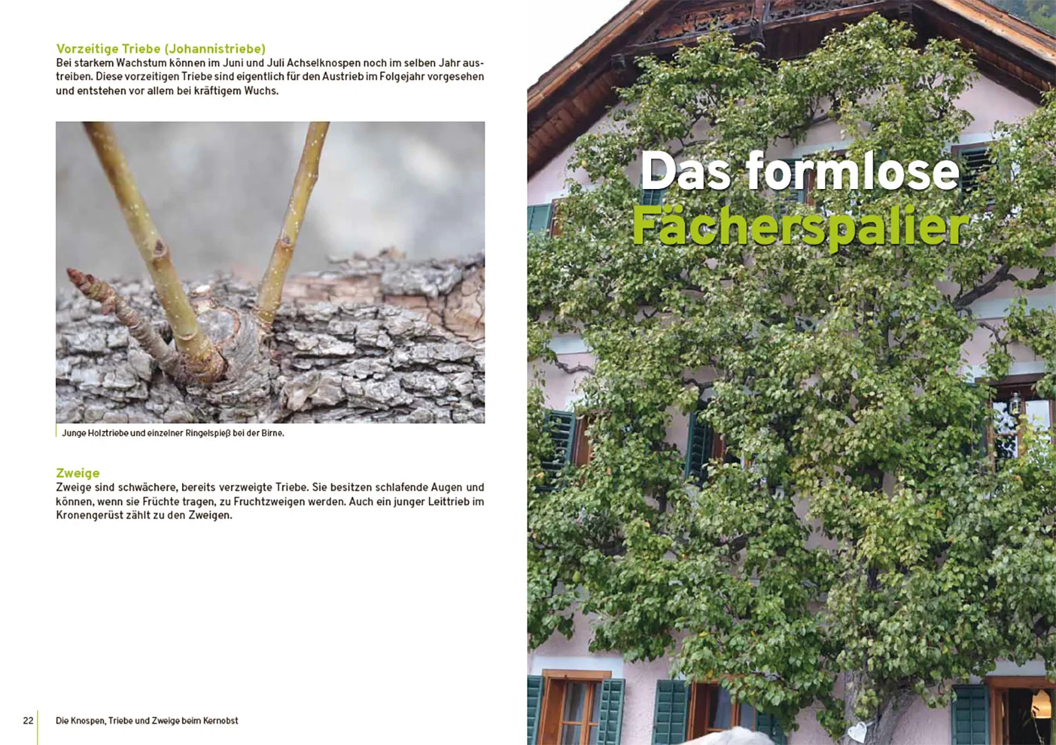 Beispielinhalt (Bild) Spalierobst