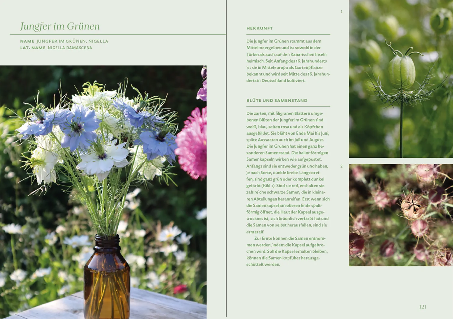 Beispielinhalt (Bild) Blütenreich – Schnittblumen mit Herz und Hand vermehren