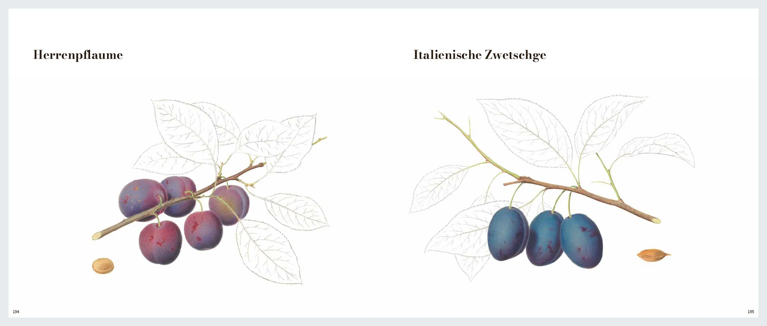 Beispielinhalt (Bild) Von edlem, süßweinartigem Zuckergeschmacke