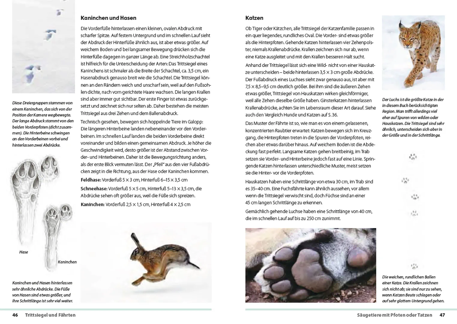 Beispielinhalt (Bild) Fährten lesen und Spuren suchen