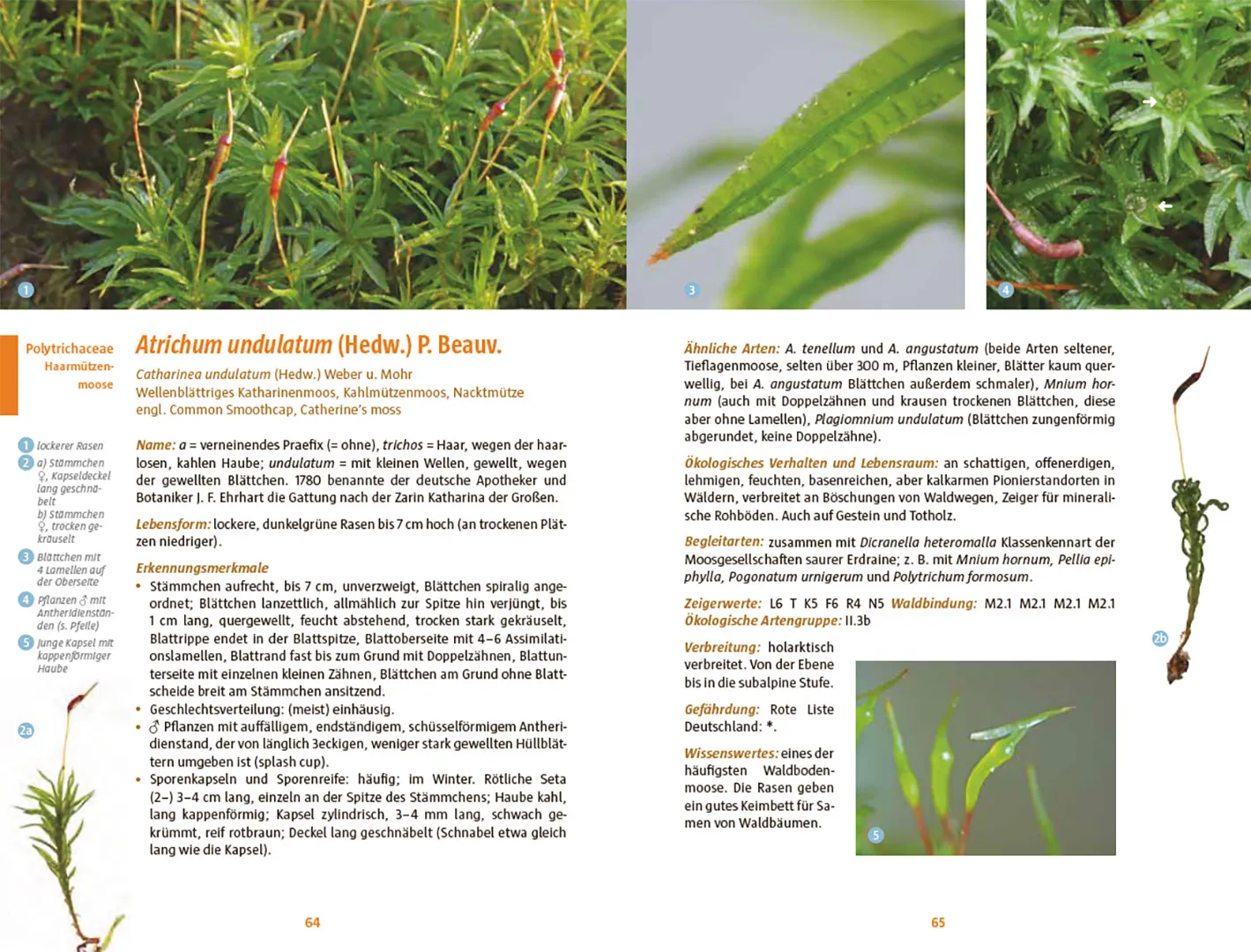Beispielinhalt (Bild) Moose des Waldbodens