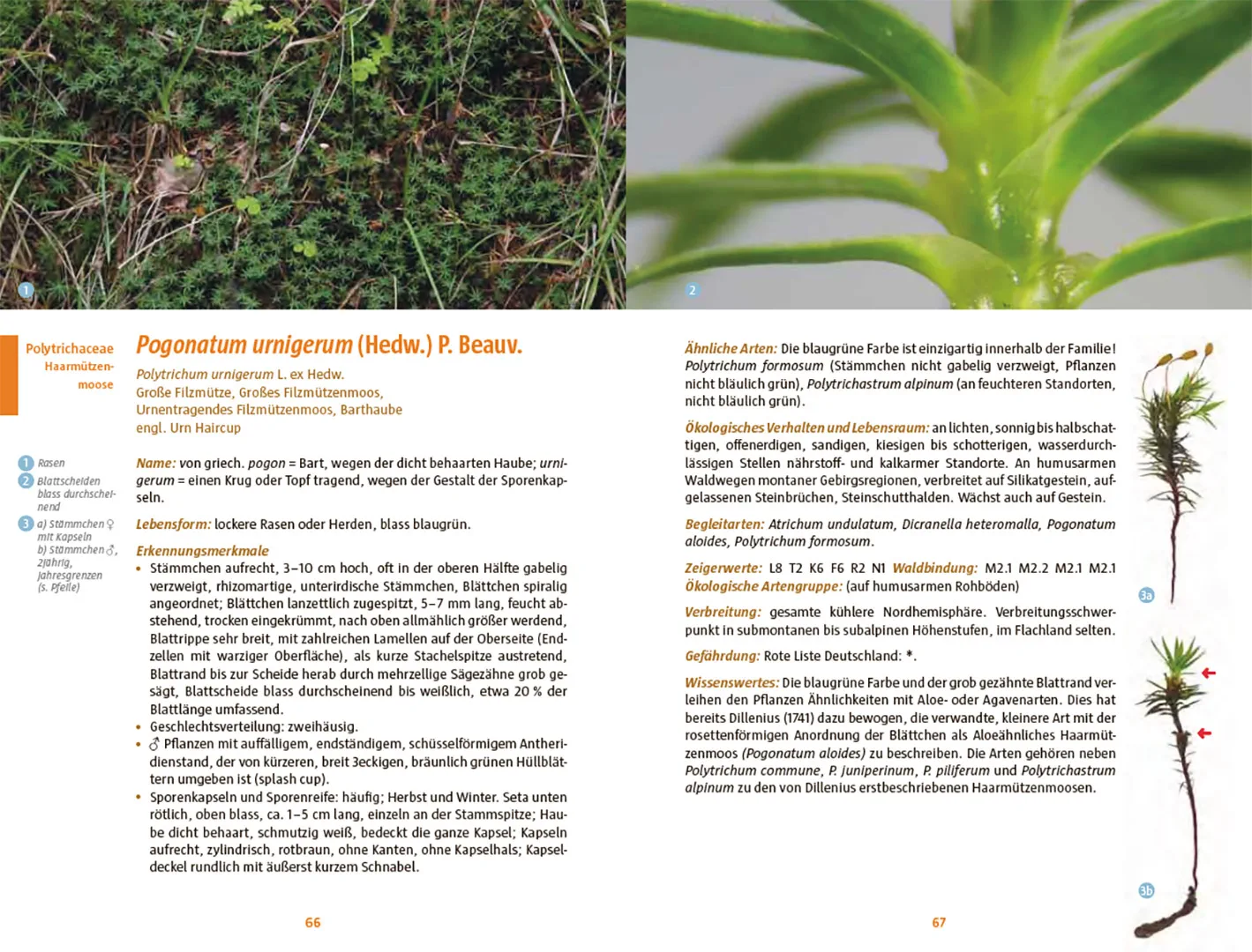 Beispielinhalt (Bild) Moose des Waldbodens