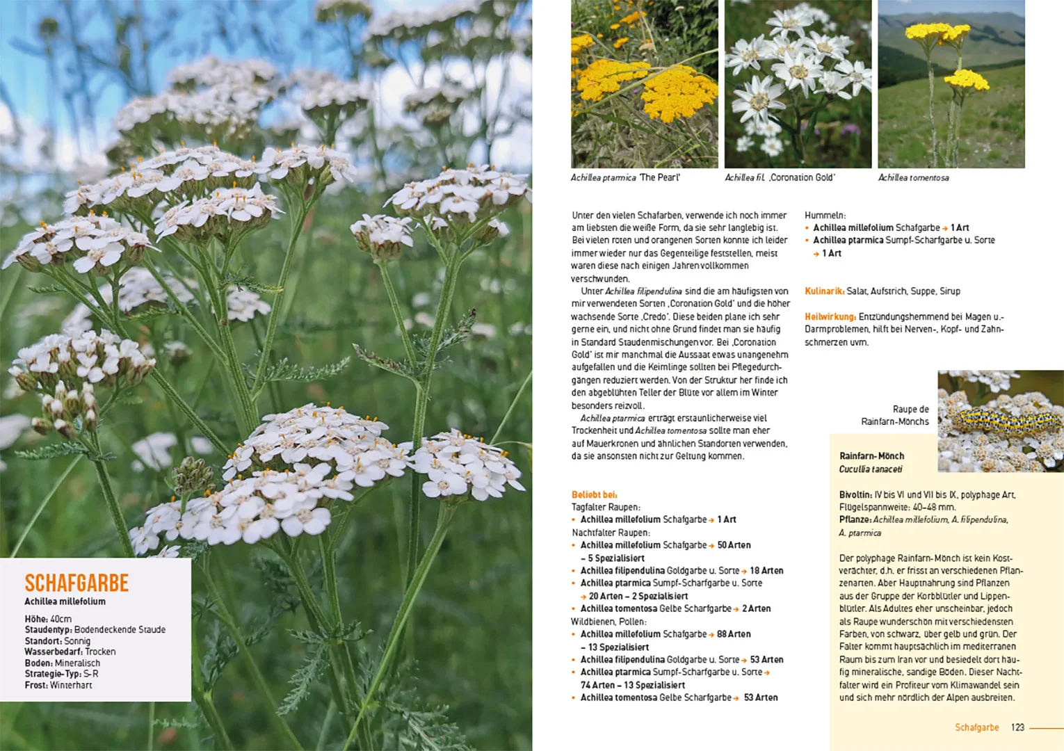 Beispielinhalt (Bild) Klimastarke Stauden