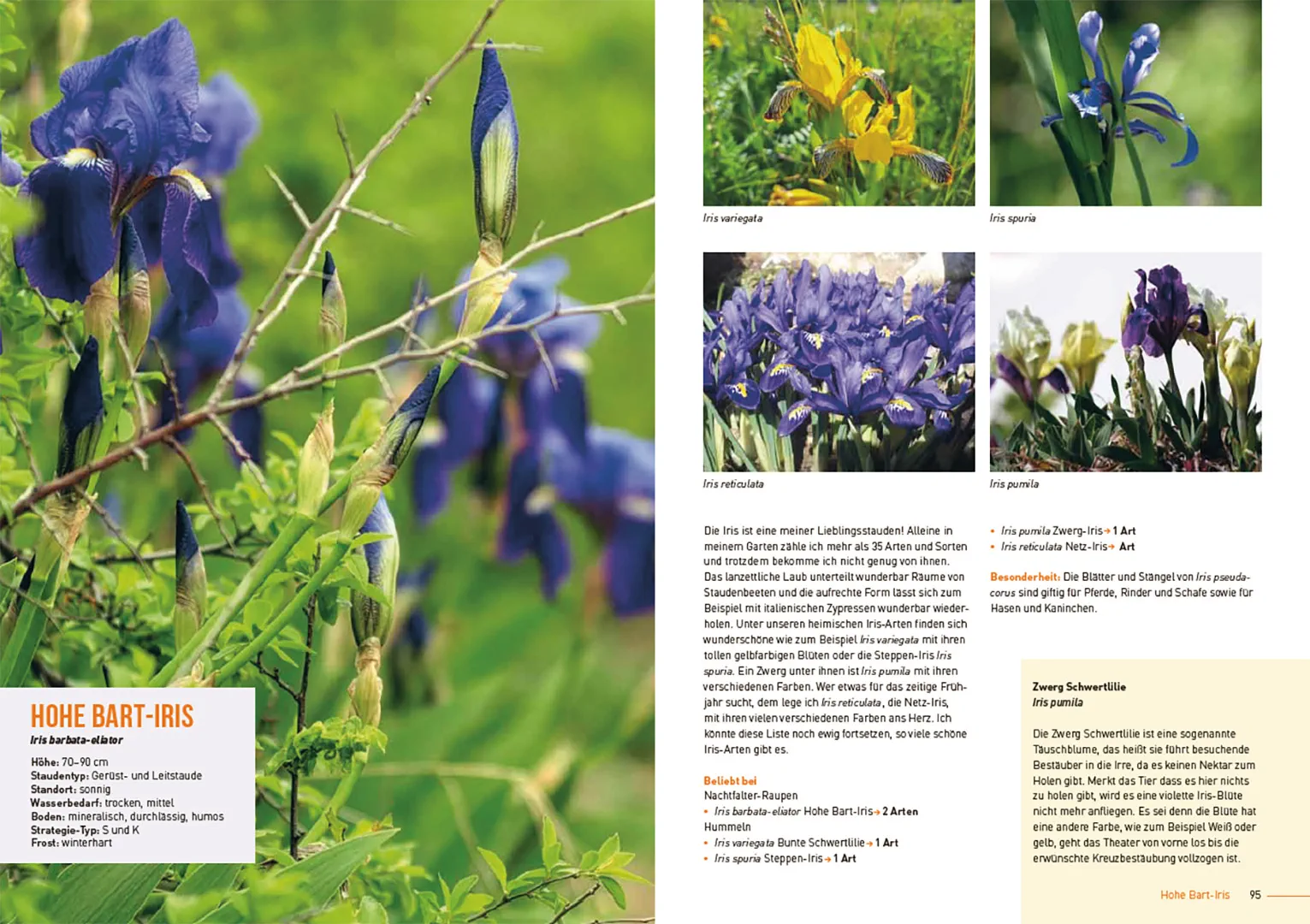 Beispielinhalt (Bild) Klimastarke Stauden