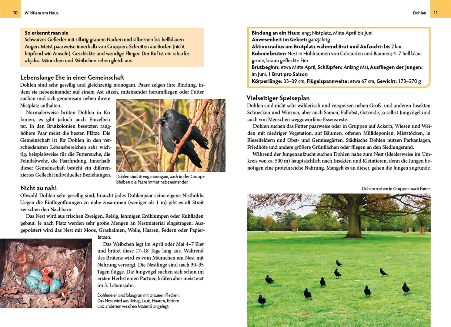 Beispielinhalt (Bild) Wildtiere am Haus