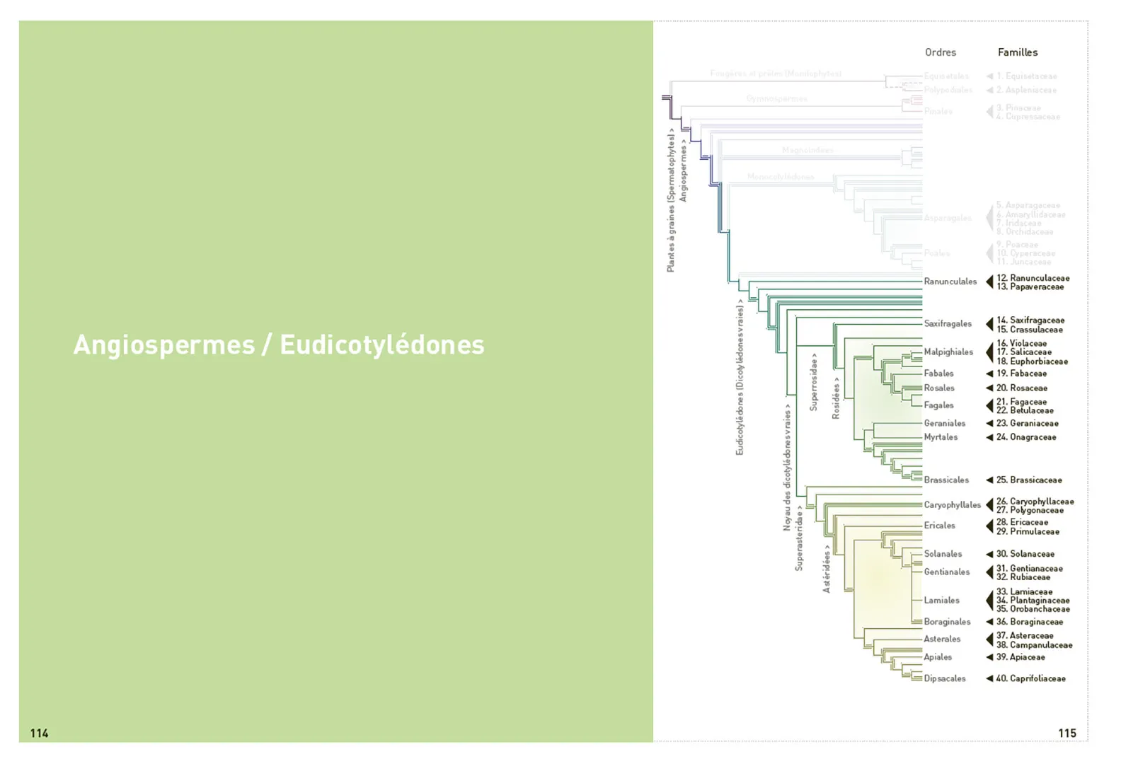 Beispielinhalt (Bild) Connaissances botaniques de base en un coup d'oeil