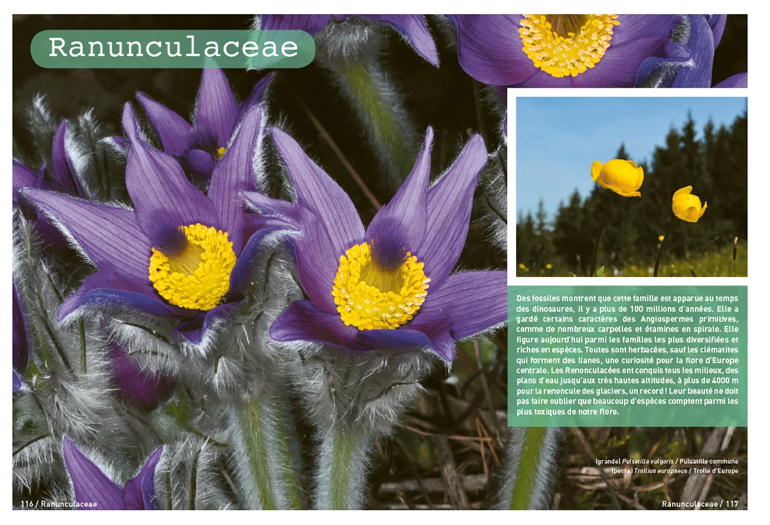 Beispielinhalt (Bild) Connaissances botaniques de base en un coup d'oeil