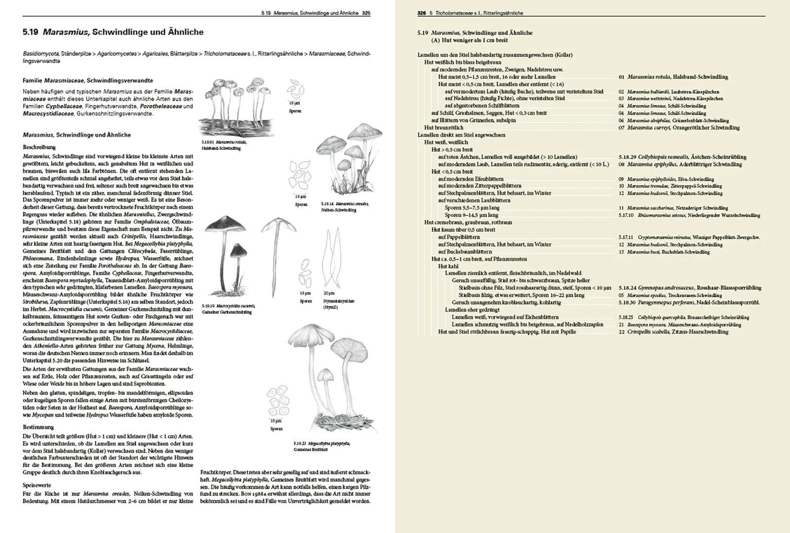 Beispielinhalt (Bild) Pilze Mitteleuropas