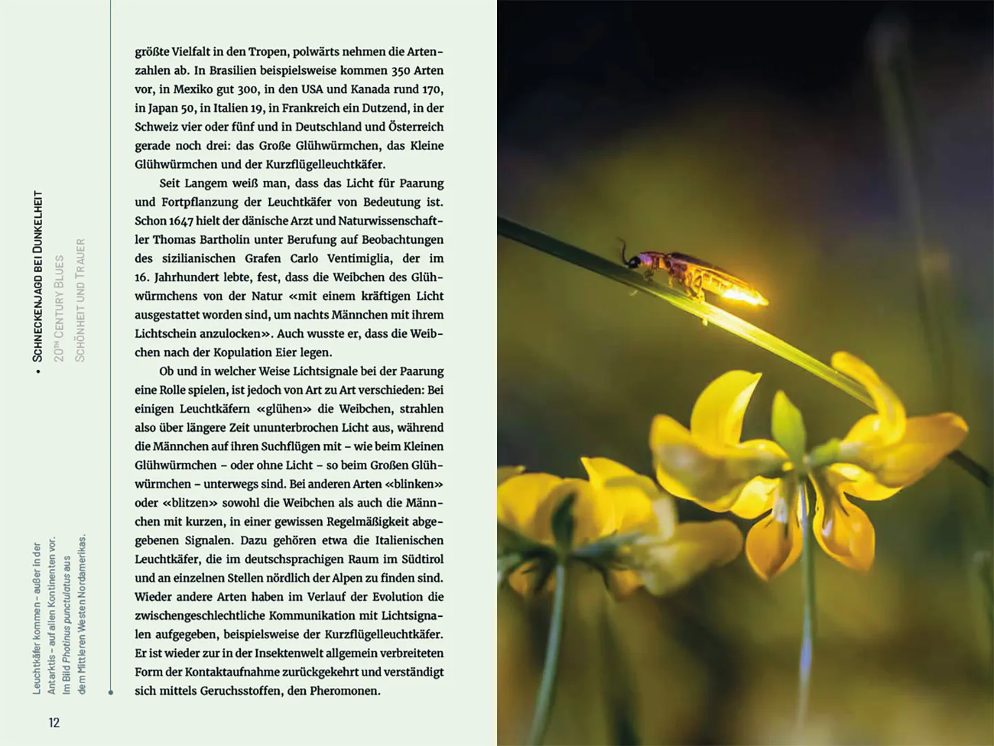 Beispielinhalt (Bild) Glühwürmchen