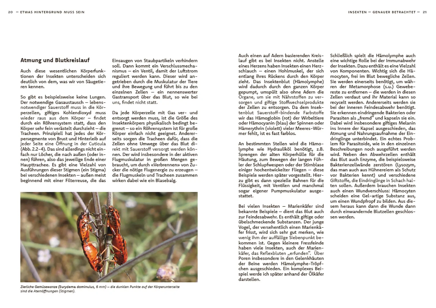 Beispielinhalt (Bild) Wildbienen haben es auch nicht leicht