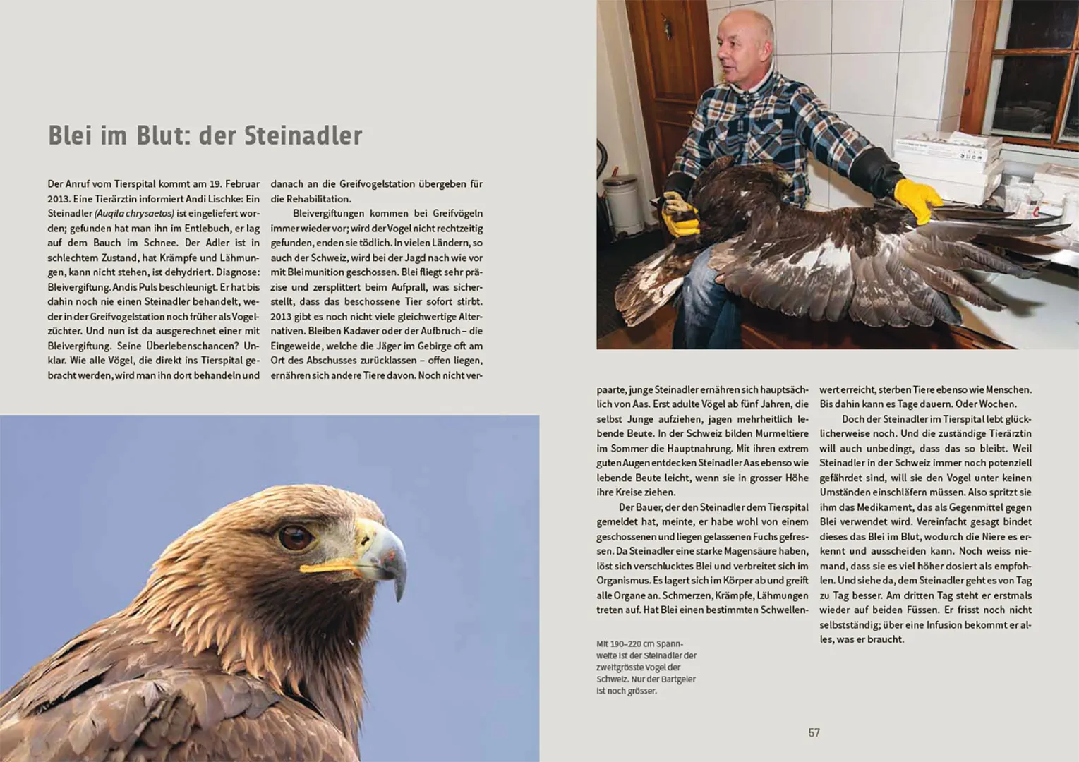 Beispielinhalt (Bild) Nachmittags regnet es Bussarde