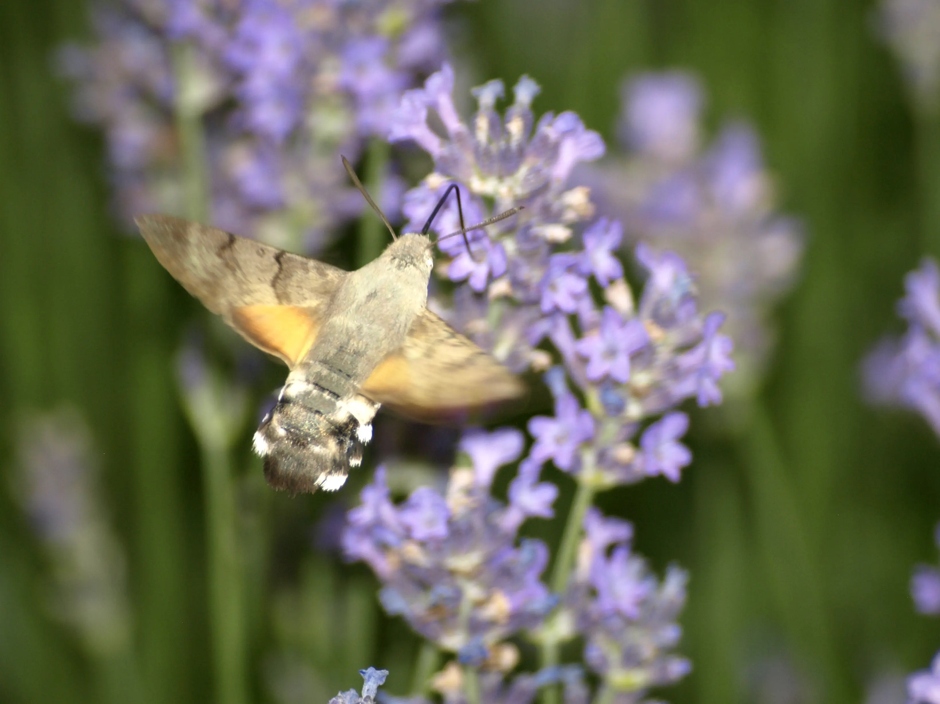 078Ml_Kugler_Klimastarke Stauden_9783258084565_(c)JOACHIM KUGLER